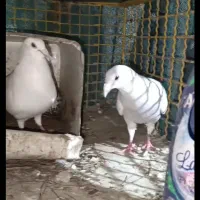 1جفت الماسی