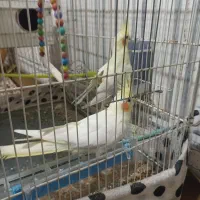 جفت عروس هلندی نرو ماده