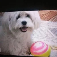 شیتزو تریر سفید|سگ|تهران, سلیمانی|دیوار