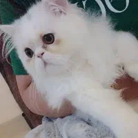 گربه پرشین اسکاتیش