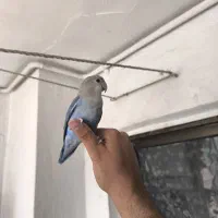 جوجه برزیلی دستی ۵ ماهه