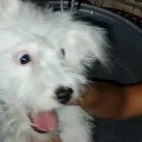 واگذاری سگ زیبا