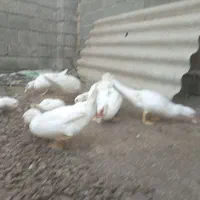 اردک اسراییلی بالغ