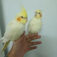 جوجه عروس هلندی|پرنده|طرقبه, |دیوار