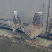 نر و ماده شازده سرور پرشی|پرنده|قم, چهل درخت|دیوار