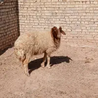 گوسفند بره میش|حیوانات مزرعه|اهواز, گلدشت|دیوار
