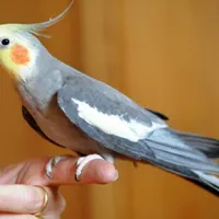 عروس هلندی گمشده