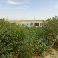 فروش باغ ویلا دوبلکس در ساوه|فروش دفتر صنعتی، کشاورزی، تجاری|تهران, پیروزی|دیوار