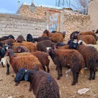 پای پروار|حیوانات مزرعه|سجاس رود, |دیوار