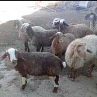 سلام. معاوضه گوسفند با ماشین|حیوانات مزرعه|آبکوه, |دیوار