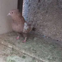 کله الماسی سینه زرد نر و ماده|پرنده|مشهد, رضاییه|دیوار