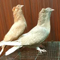 کبوتر زینتی