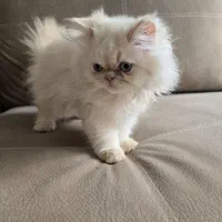 بچه گربه پرشین|گربه|بیرجند, |دیوار