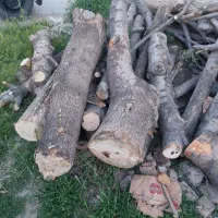 خرید فروش انواع چوب هرس درختان