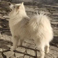 سامویید نر و ماده جهت جفت یابی و فروش