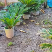 سیکاس ده ساله  ۱۴ عدد جهت محوطه سازی