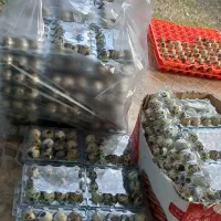 تخم بلدرچین خوراکی|خوردنی و آشامیدنی|خمام, |دیوار