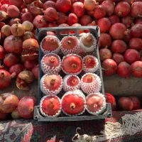 انار مجلسی|خوردنی و آشامیدنی|شیراز, میانرود|دیوار