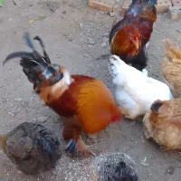 مرغ برهمان|حیوانات مزرعه|مرند, |دیوار