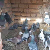 کبوتر پلاکی|پرنده|مرودشت, دولت آباد|دیوار