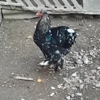 بازم فروش ۲تاخروس برهما متلد جوان ۷ ماهه|حیوانات مزرعه|گمیشان, |دیوار