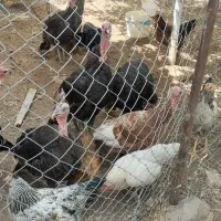 فروش بوقلمون ومرغ خروس