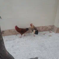 مرغ و خروس