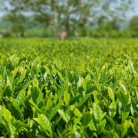 چای لاهیجان|خوردنی و آشامیدنی|تهران, سازمان برنامه شمالی|دیوار