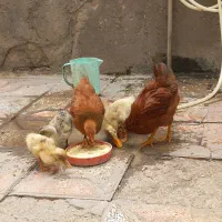جوجه‌اردک‌ونیمچه‌تبریزی‌خروس