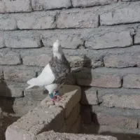 طوقی|پرنده|بیستون, |دیوار