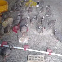 بلدرچین وگلین|حیوانات مزرعه|مرودشت, رودبال|دیوار