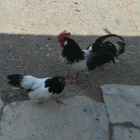 مرغ و خروس لکلوندر