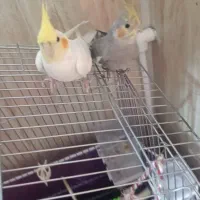 عروس هلندی نر ماده