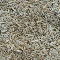 کتان دان قناری