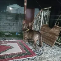 تدی سگ کوچولو|سگ|خشکبیجار, |دیوار