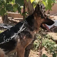 سگ ژرمن اصیل