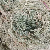 یونجه بیده خشک|لوازم جانبی حیوانات|مشهد, کلاته برفی|دیوار