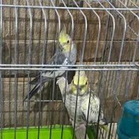 عروس هلندی مولد|پرنده|بندر ماهشهر, |دیوار