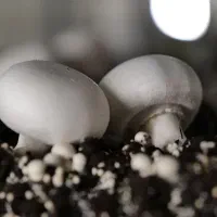 کارگر ساده آقا