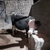 گاو سمینتال درجه یک گوشتی و شیری|حیوانات مزرعه|لردگان, |دیوار