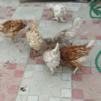 جوجه خروس