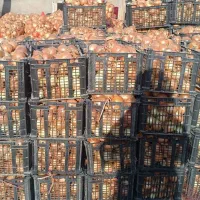 پیاز سبدی مرتب|خوردنی و آشامیدنی|شیروان (خراسان), |دیوار