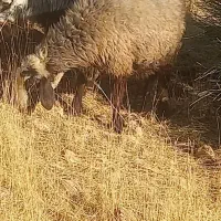 فروش ۳ راس میش بره دار|حیوانات مزرعه|شیراز, خلیلی|دیوار