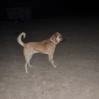 سرابی ۱۴ ماه گله ایی فی ۸|سگ|ماکو, |دیوار