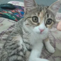 واگذاری گربه خانگی