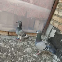 کفتر پلاکی شکار امروز