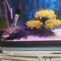 ماهی کت فیش خاردار