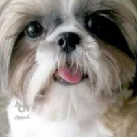 واگذاری پت های آپارتمانی