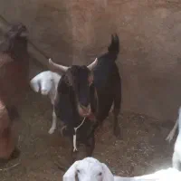 بز نر|حیوانات مزرعه|سمنان, |دیوار