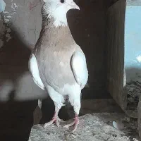 طوقی نر